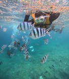 沖縄マリンサービス碧に投稿された画像（2024/8/17）