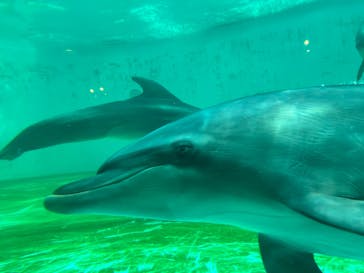 しながわ水族館に投稿された画像（2024/8/17）