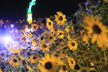 せんだい農業園芸センター　みどりの杜に投稿された画像（2024/8/17）