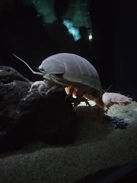 サンシャイン水族館に投稿された画像（2024/8/17）