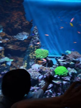サンシャイン水族館に投稿された画像（2024/8/17）