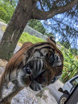秋吉台自然動物公園 サファリランドに投稿された画像（2024/8/17）
