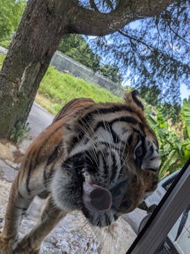 秋吉台自然動物公園 サファリランドに投稿された画像（2024/8/17）