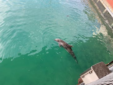 伊豆・三津シーパラダイスに投稿された画像（2024/8/17）