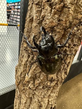 JOYPOLIS SPORTS（ジョイポリススポーツ） イオン仙台中山店に投稿された画像（2024/8/17）