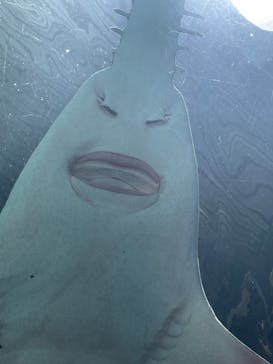 マクセル アクアパーク品川に投稿された画像（2024/8/17）