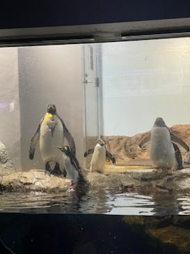 マクセル アクアパーク品川に投稿された画像（2024/8/17）