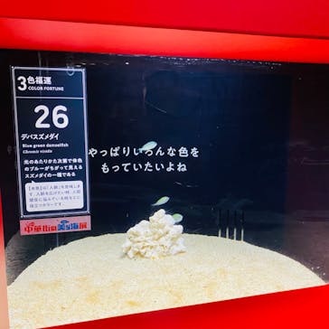 横浜開運水族館 フォーチュンアクアリウムに投稿された画像（2024/8/17）