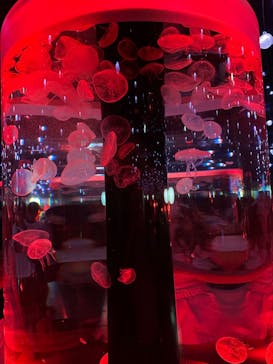 マクセル アクアパーク品川に投稿された画像（2024/8/17）