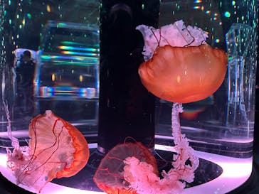 マクセル アクアパーク品川に投稿された画像（2024/8/17）