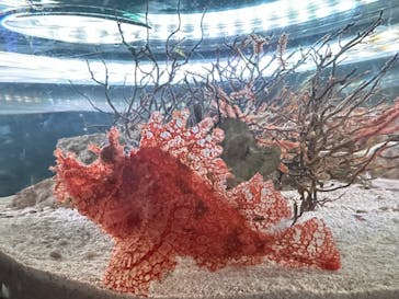 マクセル アクアパーク品川に投稿された画像（2024/8/17）