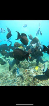 武藤潜水に投稿された画像（2024/8/17）