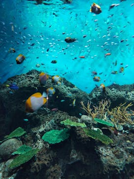 アクアワールド茨城県大洗水族館に投稿された画像（2024/8/17）