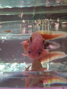 NARA IKIMONO MUSEUMに投稿された画像（2024/8/17）