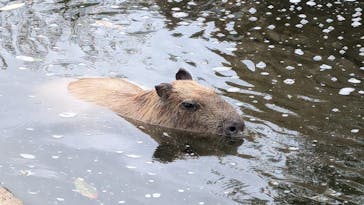 神戸どうぶつ王国に投稿された画像（2024/8/17）