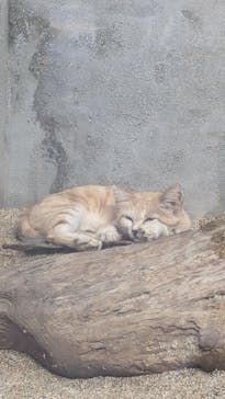 神戸どうぶつ王国に投稿された画像（2024/8/17）