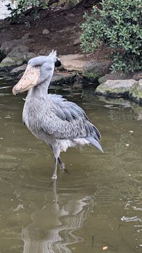 神戸どうぶつ王国に投稿された画像（2024/8/17）