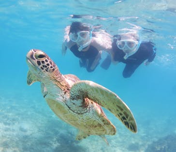 アマミエンシスに投稿された画像（2024/8/17）