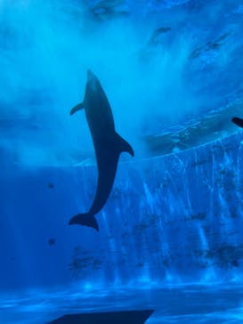 九十九島水族館海きららに投稿された画像（2024/8/17）