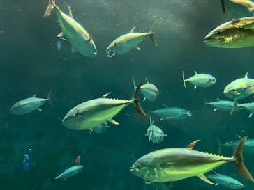 葛西臨海水族園に投稿された画像（2024/8/17）