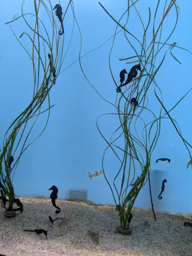 仙台うみの杜水族館に投稿された画像（2024/8/17）