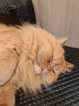 猫カフェモカ　アルシェ大宮店に投稿された画像（2024/8/17）