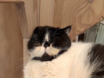 猫カフェモカ　アルシェ大宮店に投稿された画像（2024/8/17）