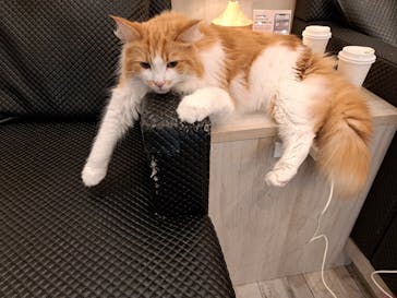 猫カフェモカ　アルシェ大宮店に投稿された画像（2024/8/17）