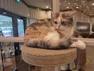 猫カフェモカ　アルシェ大宮店に投稿された画像（2024/8/17）