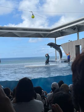 上越市立水族博物館 うみがたりに投稿された画像（2024/8/17）