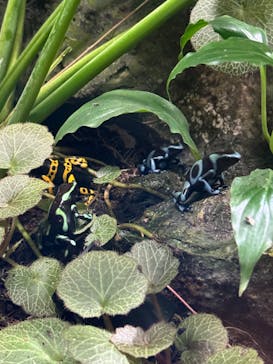 サンシャイン水族館に投稿された画像（2024/8/17）