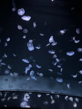 サンシャイン水族館に投稿された画像（2024/8/17）