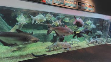 世界淡水魚園水族館　アクア・トトぎふに投稿された画像（2024/8/17）