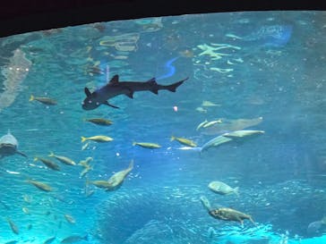 新江ノ島水族館に投稿された画像（2024/8/17）