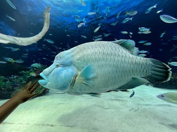 サンシャイン水族館に投稿された画像（2024/8/17）