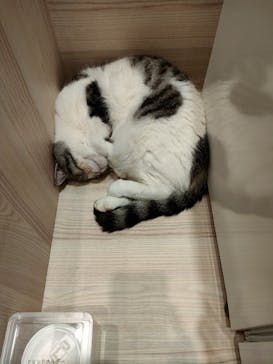 猫カフェモカ　イオンモール幕張新都心店に投稿された画像（2024/8/17）