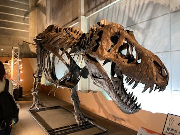 巨大恐竜展2024に投稿された画像（2024/8/17）