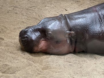 神戸どうぶつ王国に投稿された画像（2024/8/17）