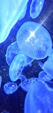 横浜・八景島シーパラダイスに投稿された画像（2024/8/17）