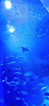 横浜・八景島シーパラダイスに投稿された画像（2024/8/17）