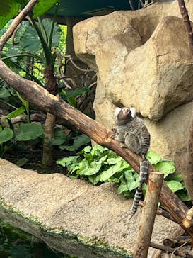 那須どうぶつ王国に投稿された画像（2024/8/17）