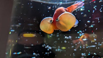 NARA KINGYO MUSEUMに投稿された画像（2024/8/17）