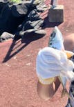 伊豆海洋公園磯プールに投稿された画像（2024/8/17）