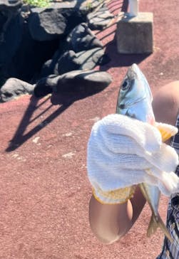 伊豆海洋公園磯プールに投稿された画像（2024/8/17）