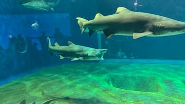 アクアワールド茨城県大洗水族館に投稿された画像（2024/8/17）