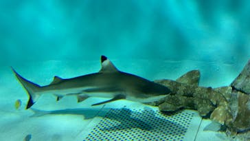 アクアワールド茨城県大洗水族館に投稿された画像（2024/8/17）