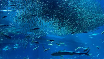 アクアワールド茨城県大洗水族館に投稿された画像（2024/8/17）