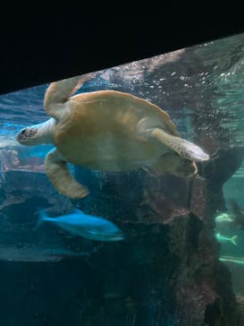 ゼロ距離水族館 伊勢シーパラダイスに投稿された画像（2024/8/17）