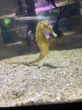 ゼロ距離水族館 伊勢シーパラダイスに投稿された画像（2024/8/17）