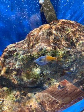 ゼロ距離水族館 伊勢シーパラダイスに投稿された画像（2024/8/17）